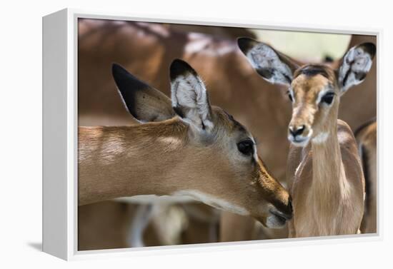 Impala (Aepyceros Melampus), Lake Nakuru National Park, Kenya, East Africa, Africa-Sergio Pitamitz-Framed Premier Image Canvas