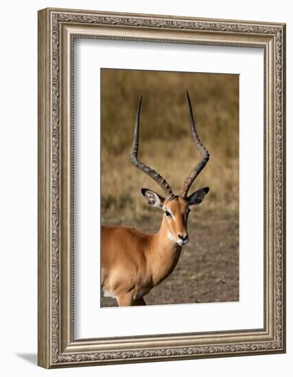 Impala (Aepyceros melampus), Masai Mara National Reserve, Kenya-Godong-Framed Photographic Print