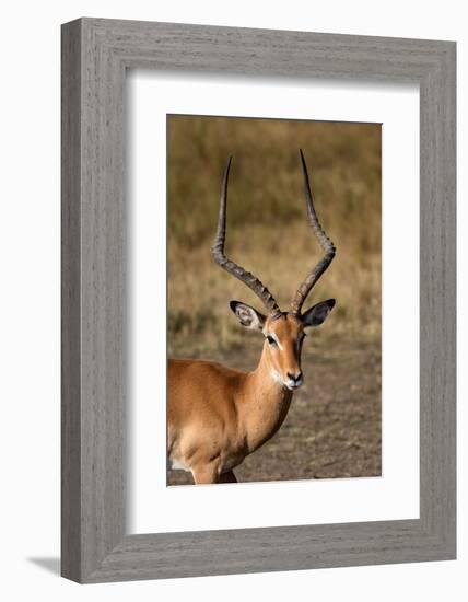 Impala (Aepyceros melampus), Masai Mara National Reserve, Kenya-Godong-Framed Photographic Print