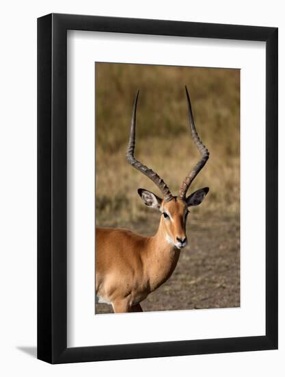 Impala (Aepyceros melampus), Masai Mara National Reserve, Kenya-Godong-Framed Photographic Print
