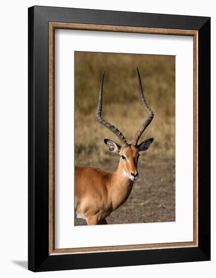 Impala (Aepyceros melampus), Masai Mara National Reserve, Kenya-Godong-Framed Photographic Print