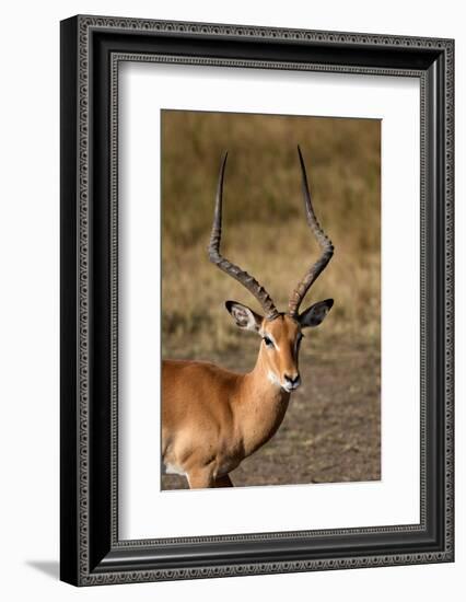 Impala (Aepyceros melampus), Masai Mara National Reserve, Kenya-Godong-Framed Photographic Print