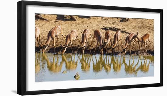 Impala (Aepyceros melampus), Mkhuze Game Reserve, Kwazulu-Natal, South Africa, Africa-Christian Kober-Framed Photographic Print