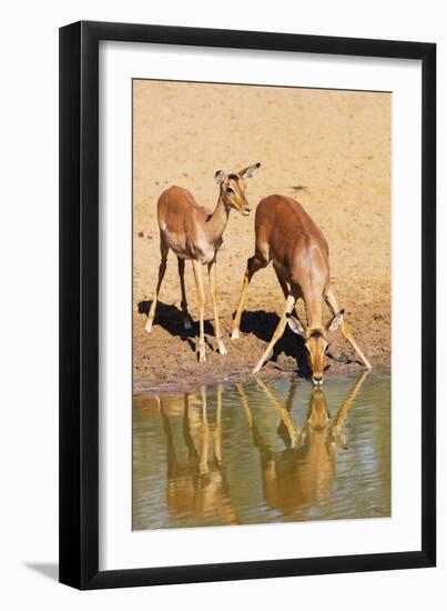 Impala (Aepyceros melampus), Mkhuze Game Reserve, Kwazulu-Natal, South Africa, Africa-Christian Kober-Framed Photographic Print