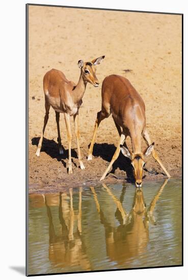 Impala (Aepyceros melampus), Mkhuze Game Reserve, Kwazulu-Natal, South Africa, Africa-Christian Kober-Mounted Photographic Print