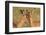 Impala allo-grooming, KwaZulu-Natal, South Africa-Ann & Steve Toon-Framed Photographic Print