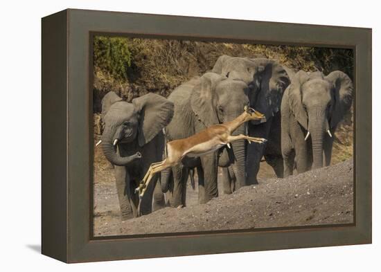 Impala and African elephants, Mashatu Reserve, Botswana-Art Wolfe-Framed Premier Image Canvas