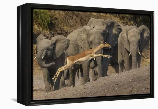 Impala and African elephants, Mashatu Reserve, Botswana-Art Wolfe-Framed Premier Image Canvas
