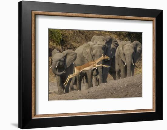 Impala and African elephants, Mashatu Reserve, Botswana-Art Wolfe-Framed Photographic Print