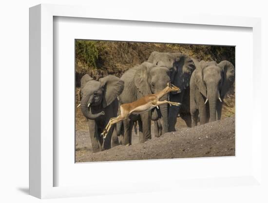 Impala and African elephants, Mashatu Reserve, Botswana-Art Wolfe-Framed Photographic Print