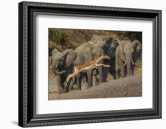 Impala and African elephants, Mashatu Reserve, Botswana-Art Wolfe-Framed Photographic Print