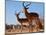 Impala bucks, 2019,-Eric Meyer-Mounted Photographic Print