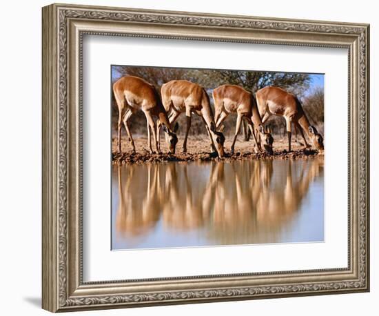 Impala drinking, 2019,-Eric Meyer-Framed Photographic Print