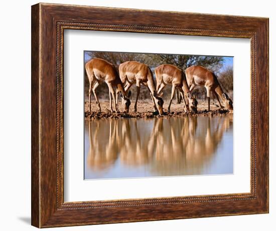 Impala drinking, 2019,-Eric Meyer-Framed Photographic Print