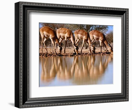 Impala drinking, 2019,-Eric Meyer-Framed Photographic Print