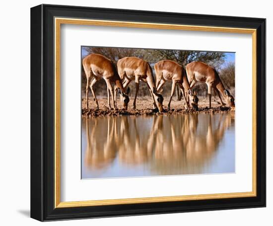 Impala drinking, 2019,-Eric Meyer-Framed Photographic Print