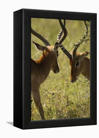 Impala Fighting-Mary Ann McDonald-Framed Premier Image Canvas