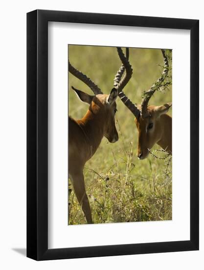 Impala Fighting-Mary Ann McDonald-Framed Photographic Print