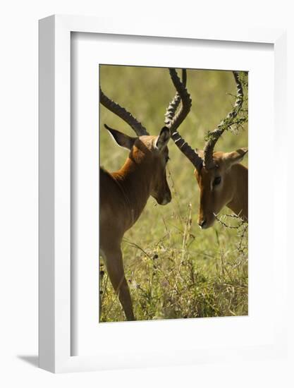 Impala Fighting-Mary Ann McDonald-Framed Photographic Print
