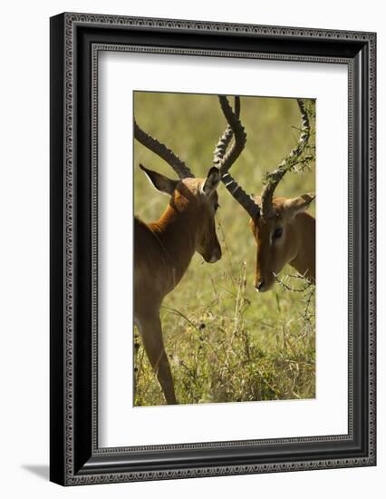Impala Fighting-Mary Ann McDonald-Framed Photographic Print