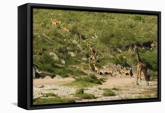 Impala Herd-Mary Ann McDonald-Framed Premier Image Canvas