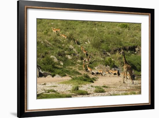 Impala Herd-Mary Ann McDonald-Framed Photographic Print
