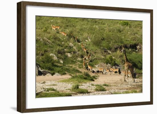 Impala Herd-Mary Ann McDonald-Framed Photographic Print