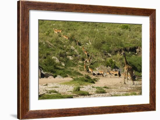 Impala Herd-Mary Ann McDonald-Framed Photographic Print