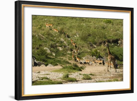 Impala Herd-Mary Ann McDonald-Framed Photographic Print