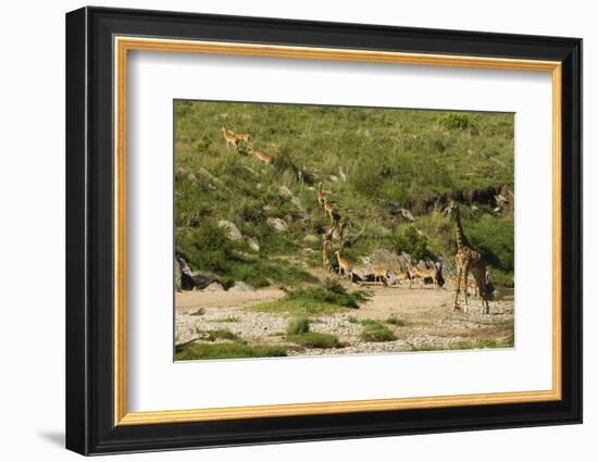 Impala Herd-Mary Ann McDonald-Framed Photographic Print