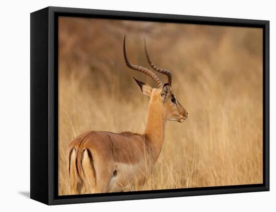 Impala in Tall Bushman Grass, Mahango Game Reserve, Namibia-Wendy Kaveney-Framed Premier Image Canvas