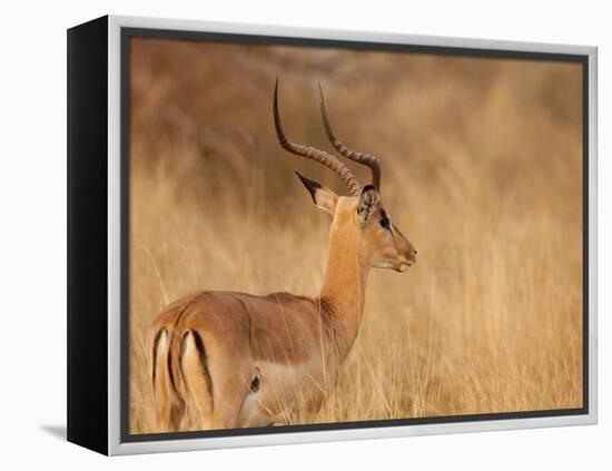 Impala in Tall Bushman Grass, Mahango Game Reserve, Namibia-Wendy Kaveney-Framed Premier Image Canvas