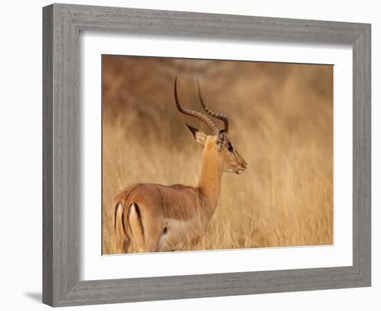 Impala in Tall Bushman Grass, Mahango Game Reserve, Namibia-Wendy Kaveney-Framed Photographic Print