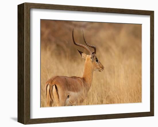 Impala in Tall Bushman Grass, Mahango Game Reserve, Namibia-Wendy Kaveney-Framed Photographic Print