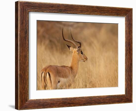 Impala in Tall Bushman Grass, Mahango Game Reserve, Namibia-Wendy Kaveney-Framed Photographic Print