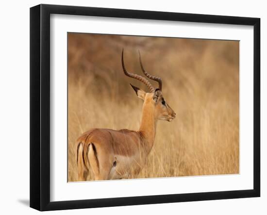 Impala in Tall Bushman Grass, Mahango Game Reserve, Namibia-Wendy Kaveney-Framed Photographic Print