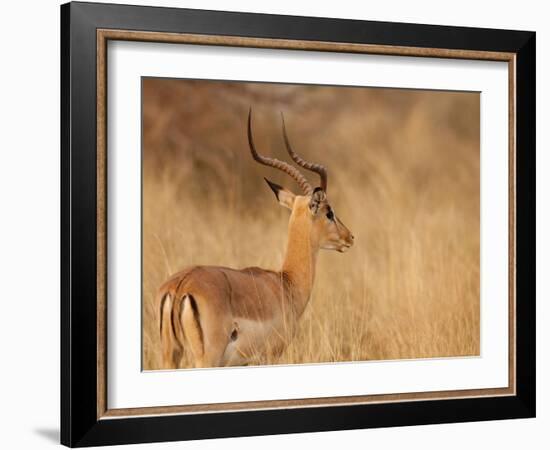 Impala in Tall Bushman Grass, Mahango Game Reserve, Namibia-Wendy Kaveney-Framed Photographic Print