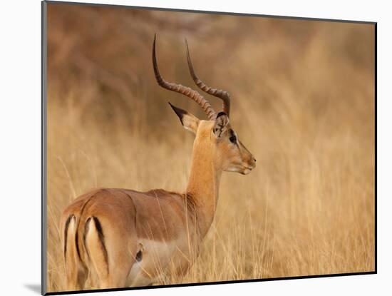 Impala in Tall Bushman Grass, Mahango Game Reserve, Namibia-Wendy Kaveney-Mounted Photographic Print