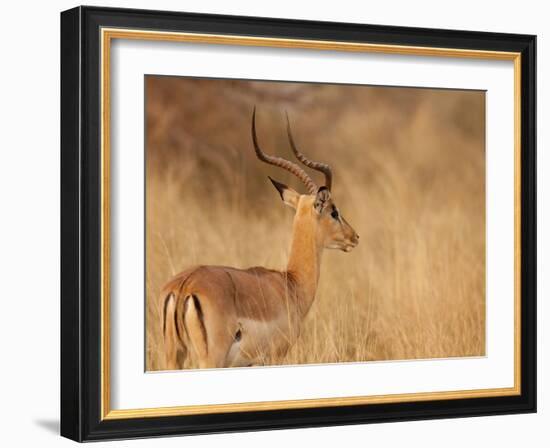 Impala in Tall Bushman Grass, Mahango Game Reserve, Namibia-Wendy Kaveney-Framed Photographic Print