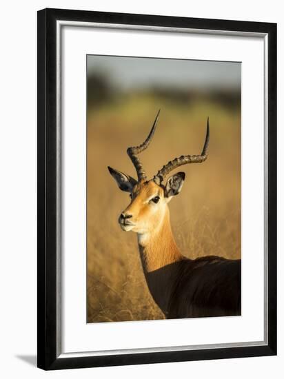 Impala, Moremi Game Reserve, Botswana-Paul Souders-Framed Photographic Print