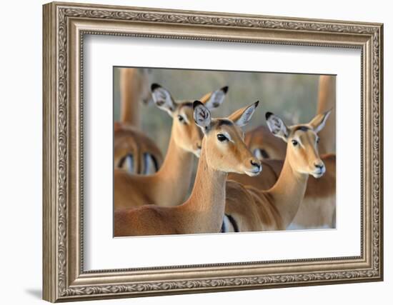 Impala on Savanna in National Park of Africa, Kenya-Volodymyr Burdiak-Framed Photographic Print