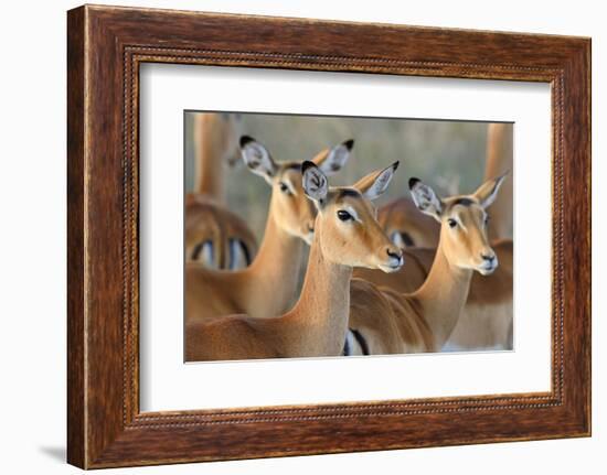 Impala on Savanna in National Park of Africa, Kenya-Volodymyr Burdiak-Framed Photographic Print