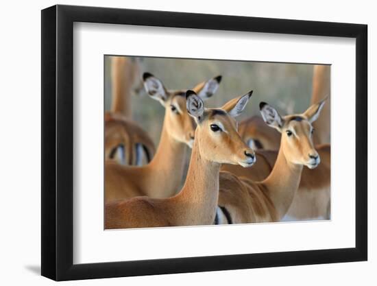 Impala on Savanna in National Park of Africa, Kenya-Volodymyr Burdiak-Framed Photographic Print