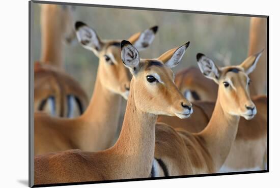 Impala on Savanna in National Park of Africa, Kenya-Volodymyr Burdiak-Mounted Photographic Print