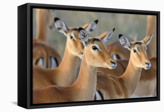 Impala on Savanna in National Park of Africa, Kenya-Volodymyr Burdiak-Framed Premier Image Canvas