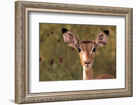 Impala Portrait, Ruaha National Park, Tanzania - an Alert Ewe Stares Directly at the Camera-William Gray-Framed Photographic Print