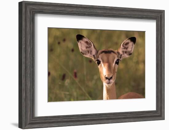 Impala Portrait, Ruaha National Park, Tanzania - an Alert Ewe Stares Directly at the Camera-William Gray-Framed Photographic Print