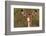 Impala Portrait, Ruaha National Park, Tanzania - an Alert Ewe Stares Directly at the Camera-William Gray-Framed Photographic Print