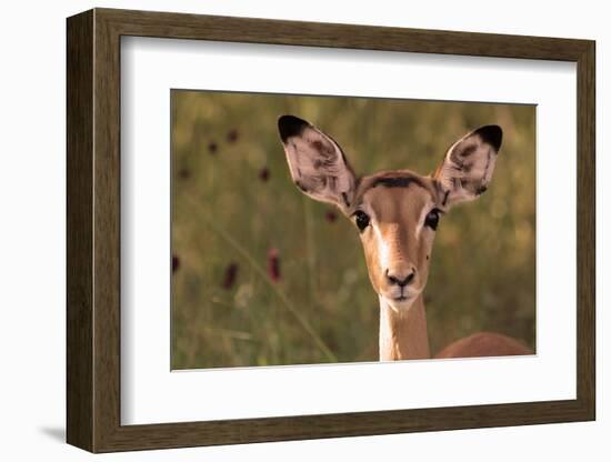 Impala Portrait, Ruaha National Park, Tanzania - an Alert Ewe Stares Directly at the Camera-William Gray-Framed Photographic Print