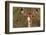 Impala Portrait, Ruaha National Park, Tanzania - an Alert Ewe Stares Directly at the Camera-William Gray-Framed Photographic Print